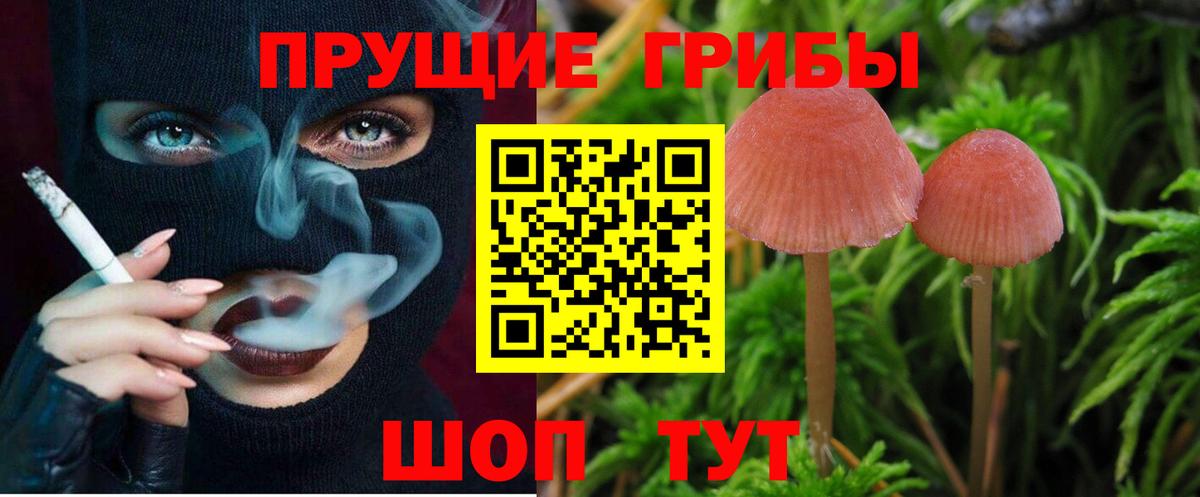 Псилоцибиновые грибы Psilocybine cubensis Губкин